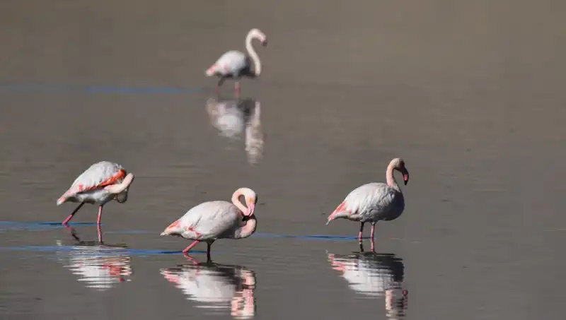 Kuraklık Kuş Cennetini Tehdit Ediyor: Flamingo Sayısı Dramatik Şekilde Azaldı