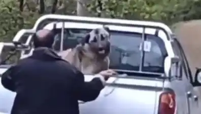 Trabzon'da Şok Eden Olay: Köpeğe Halatla İşkence!