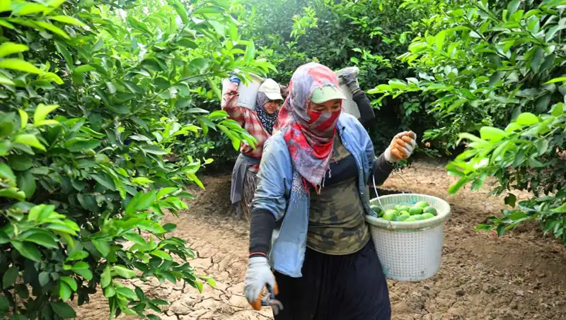 Markette Patates Kilosu 150 Lirayı Aştı: Fiyat İndirimleri Bekleniyor