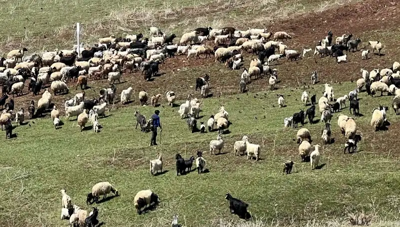 Çoban Krizi Derinleşiyor: 70 Bin Lira Maaşa Rağmen İş Gücü Yetersizliği