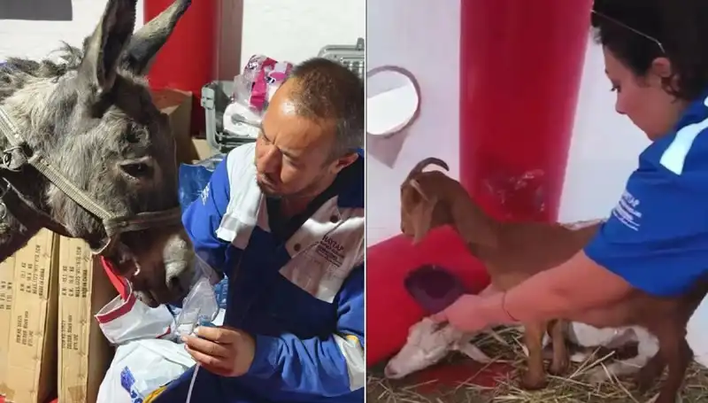 Yangında Zarar Gören Eşek İçin Oksijen Maskesiyle Yeniden Hayata Dönüş