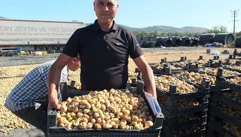 Balıkesir'de Hasat Zamanı: Çeşitli Ürünler Çin ve Rusya'ya İhraç Ediliyor