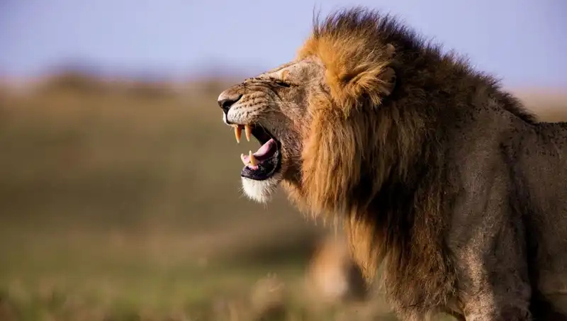 Aslan Saldırısı: 14 Yaşındaki Kızın Hayatını Kaybetmesi Derin Üzüntü Yarattı