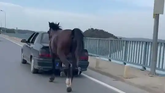 Adana'da Atlara İşkence Eden Şahıs Tutuklandı: Hayvan Hakları İhlalleri Sona Eriyor