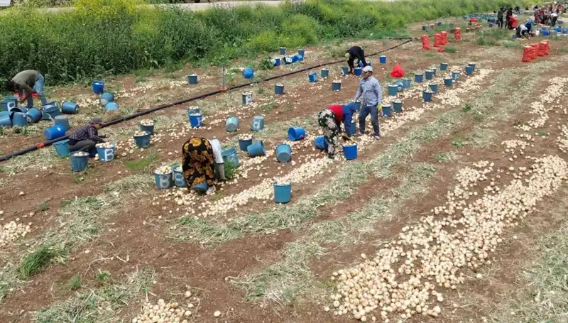 Soğan Hasadı Başladı: Fiyatlar Düşüşte, Pazar Hareketleniyor