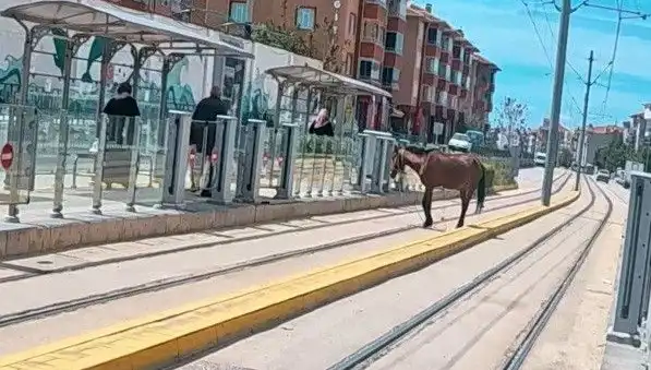 Eskişehir’de Tramvay Raylarında Başıboş At Görüntüleri Şehirde Şok Etkisi Yarattı
