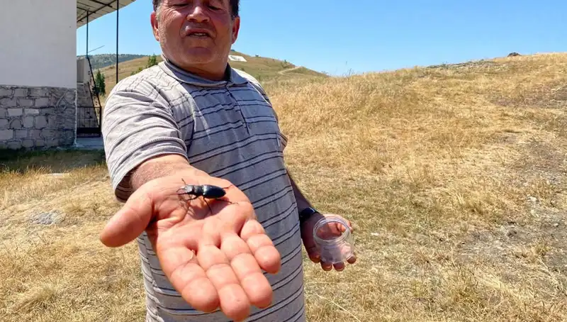 Sivas’taki Böceğin Öldürülmesine 557 Bin TL Ceza: Neden Bu Kadar Yüksek?