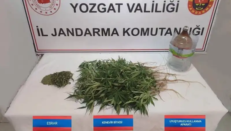 Yozgat'ta 40 Kök Kenevir Ele Geçirildi: Uyuşturucu ile Mücadelede Önemli Başarı