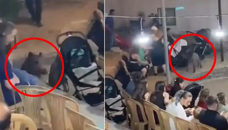 Yaban Domuzunun Düğününe Girmesi, Misafirleri Paniğe Sürükledi