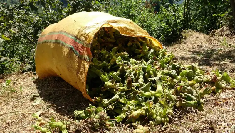 Giresun'da Fındık Hasadı Başladı: Üreticiler Beklentileri Karşılıyor Mu?