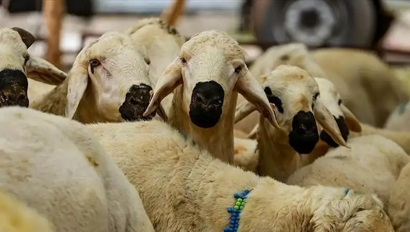Kurban Bayramı 2025: Kurban Kesmek Farz mı? 10 Soru ile Öğrenin