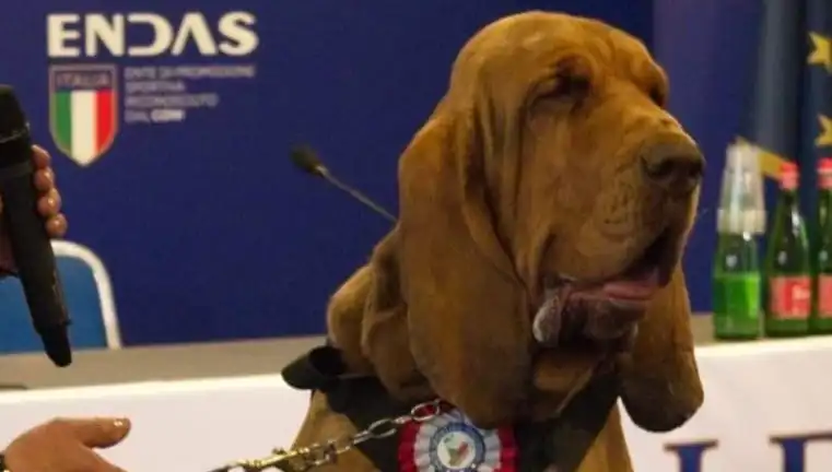 Arama Köpeğine Suikast: Çivili Sosisle Saldırı Şoke Etti