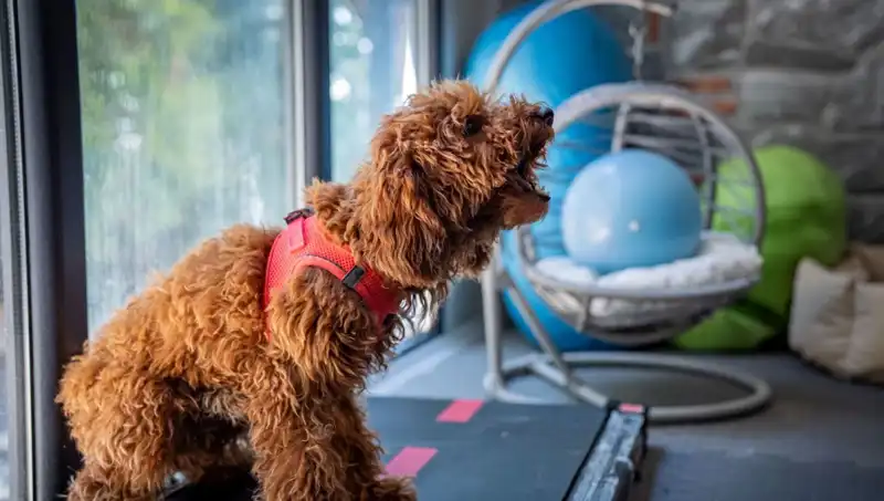 Muffin, Psikolojik Travmasını Aşarken Güven Duygusu Yeniden İnşa Ediliyor