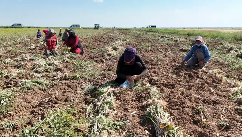 Dünyanın Üç Büyük Gücünden Gelen Antibiyotik: Türkiye'de Hasat Dönemi