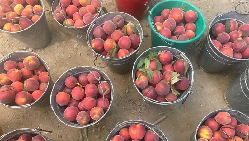 Çiftçiden Müjdeli Haber: Hasat Sezonu Başladı, Fiyatlar Yükseliyor!