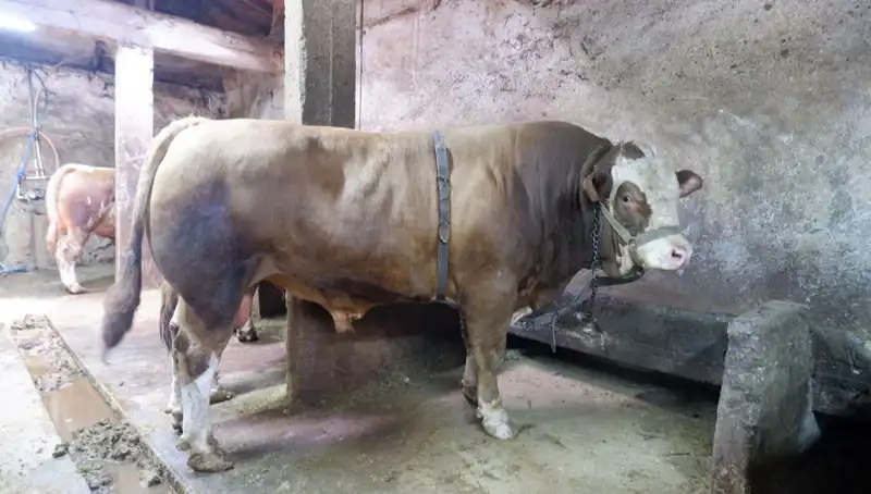 1 Ton 200 Kilo Ağırlığında Eşsiz Hazine, Alıcısını Buldu!