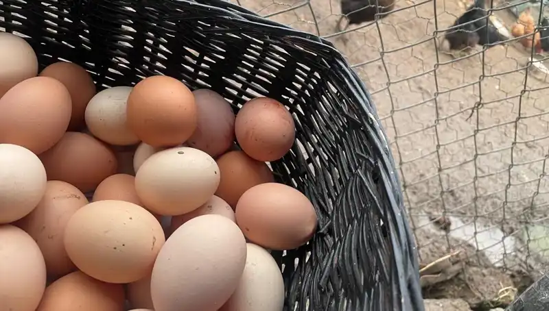 Okullar Açılıyor: Mayıs Çukuru'ndan Kurtulmanın Yolu En Ucuz Protein!