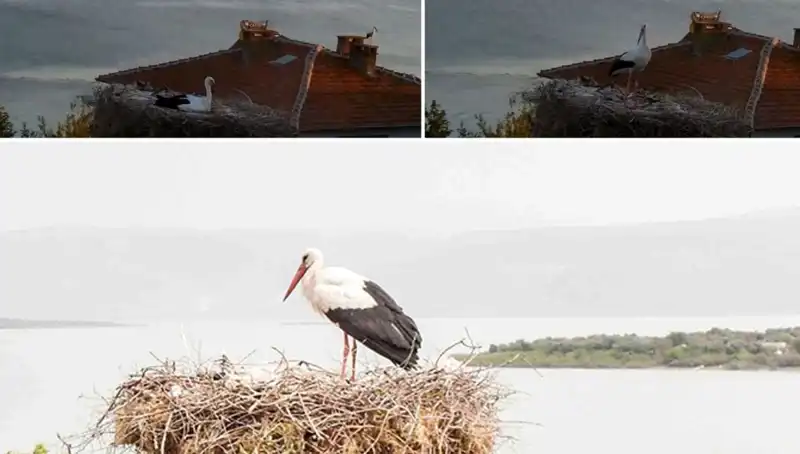 Yaren Leylek, Depremi Nasıl Önceden Hissetti? Doğa, İnsanları Şaşırtmaya Devam Ediyor