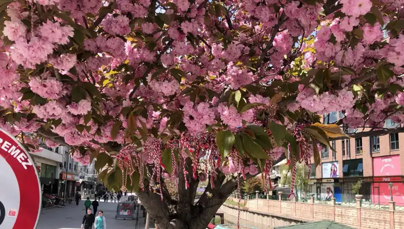 Süs Erik Ağaçları İçin Geleneksel Martenitsa Geleneği Yeniden Yaşatılıyor