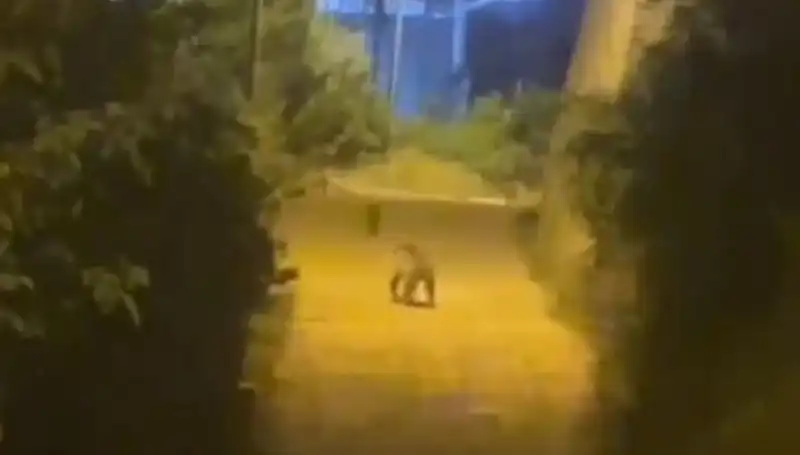 Gümüşhane'de Şehir Merkezinde Ayı Panik Yarattı!