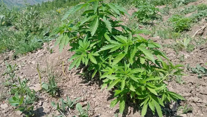 Bingöl'de Kaçak Tütün ve Kenevir Operasyonu: Güvenlik Güçleri Harekete Geçti