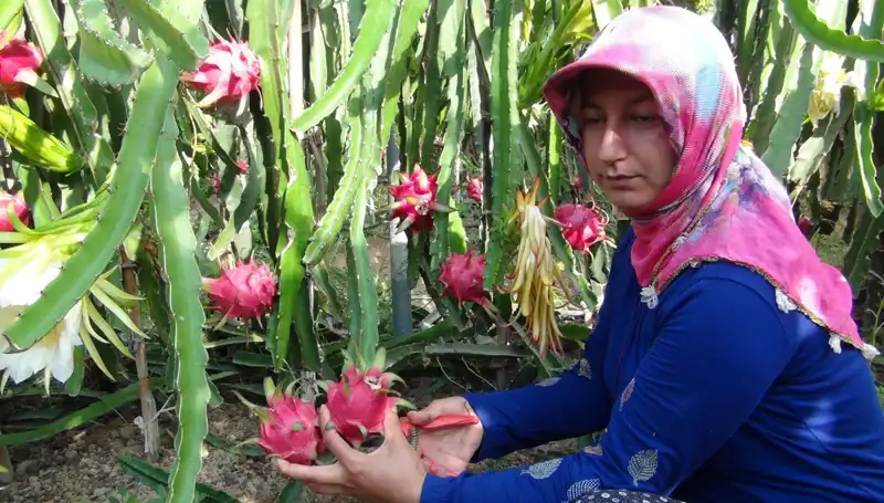Emekli Olduktan Sonra Pitaya Üretimine Geçen Çiftçinin Başarı Hikayesi