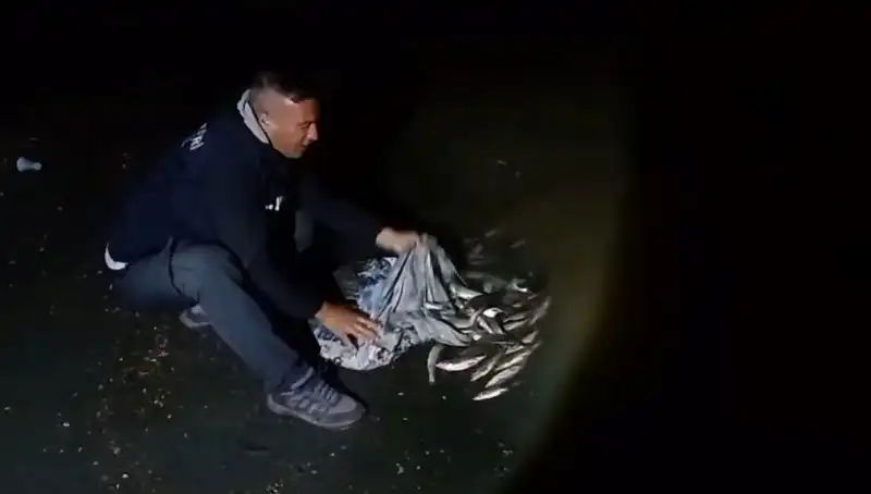 Türkiye'nin Göletlerinde Bir Ton İnci Kefali Avlandı!