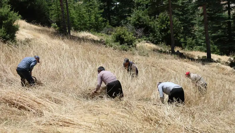 Teknolojinin Ulaşamadığı Tarla: Ellik ve Orakla Hasat Zamanı Geldi